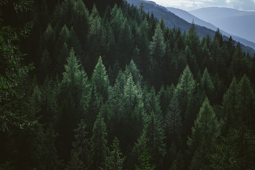 Aerial view of summer green trees in forest in mountains