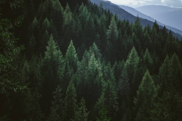 Aerial view of summer green trees in forest in mountains Woods in the mountains Pine stock pictures, royalty-free photos & images