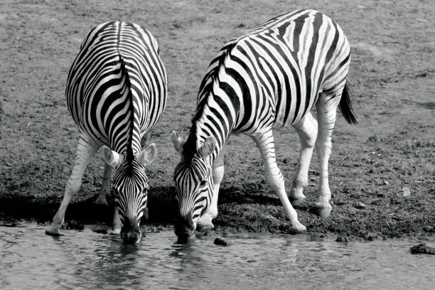 istock Zebras at Etosha National Park Namibia 1062460678