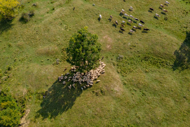 istock Transhumance, sheep and shepherd on mountain pasture 1062460712