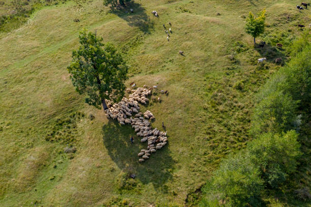 istock Transhumance, sheep and shepherd on mountain pasture 1062460774