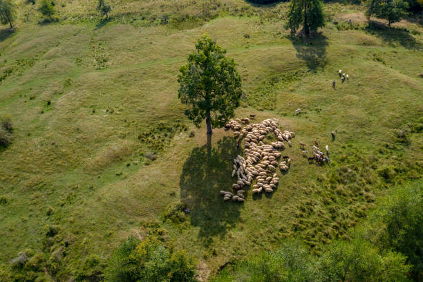istock Transhumance, sheep herd  and shepherd on mountain pasture, aerial view 1062460800