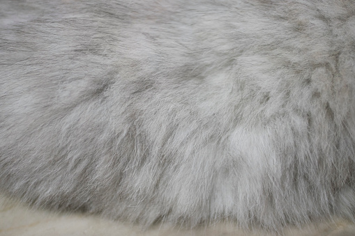Background and texture of cat hair. Grey cat hair.