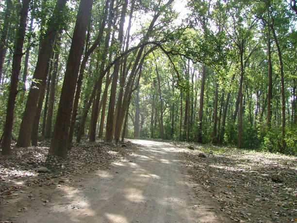 istock Sal trees in India's corbett tiger reserve 1062464198