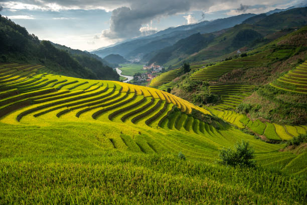 istock Rice terrace Mountains in Mu can chai, Vietnam 1062465582