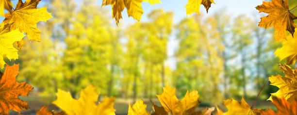 istock Panoramic autumn background. Landscape in the park. 1062465774