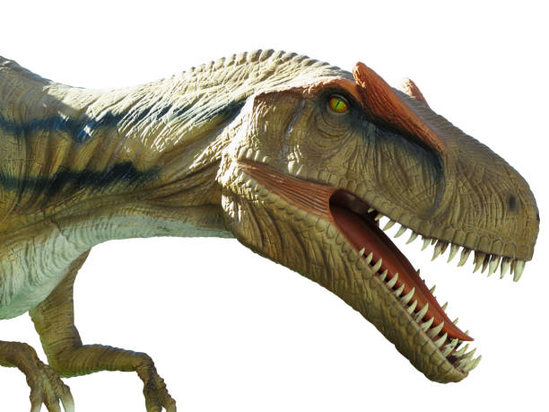 istock dinosaur Tyrannosaurus rex isolated on white background 1062466402