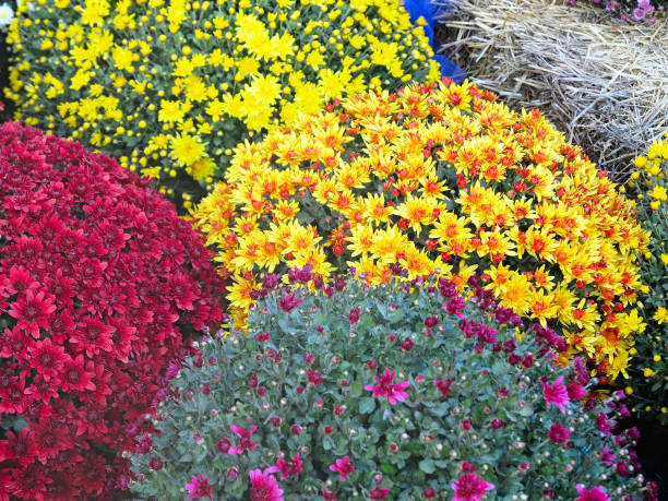 istock Abstract beautiful red, blue, yelow, flowers bouquets background 1062466436