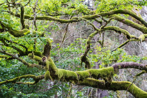 istock The forest landscape. Branches of the old large tree, close-up, Latvia 1062468376
