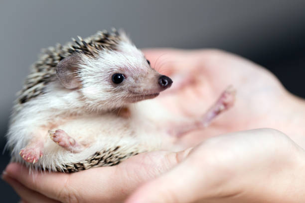 istock Cute african hedgehog on baby palms 1062468762