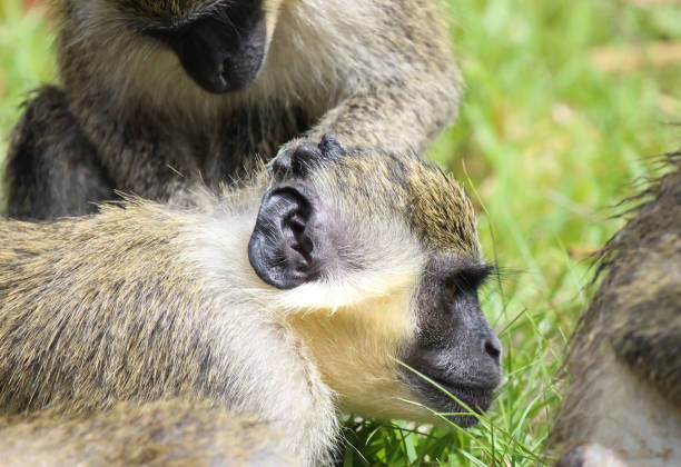 istock Green vervet monkey (Chlorocebus pygerythrus), ape de-fleeing 1062470766