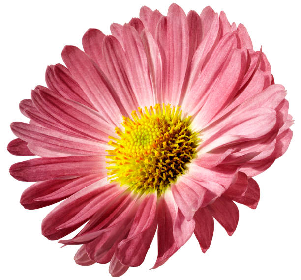 istock Red flower daisy isolated on white background. For design. Closeup. Nature. 1062470854