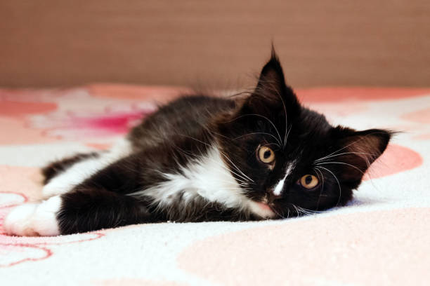 istock Adorable long haired black and white kitten lying on a bed. 1062473156