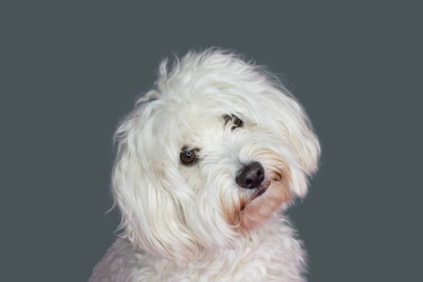 istock CUTE MALTESE DOG TILTING THE HEAD SIDE AND LOOKING AT CAMERA. ISOLATED AGAINST GRAY COLORED BACKGROUND 1062473664