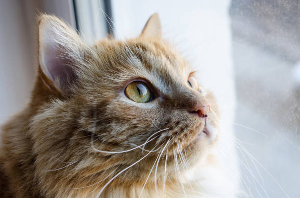 istock red fluffy cat looking out the window 1062473878