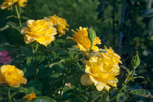 A bright yellow blossoming roses in the garden. Beautiful yellow rose bush growing on flower bed at sunny summer day.