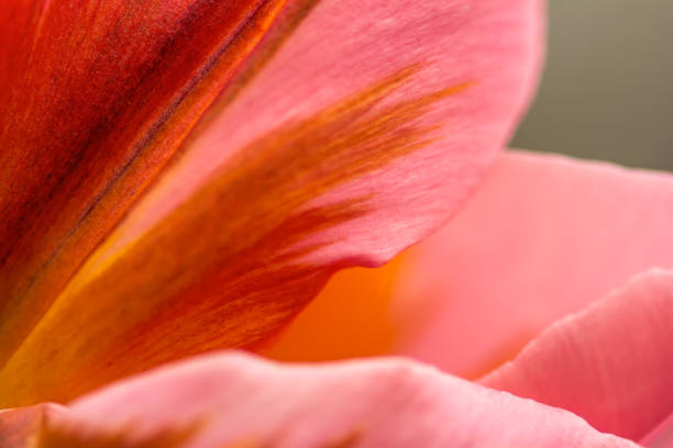 istock Pink tulip flower 1062475938