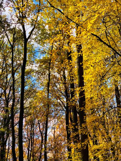 istock Walk in the autumnal park 1062476080
