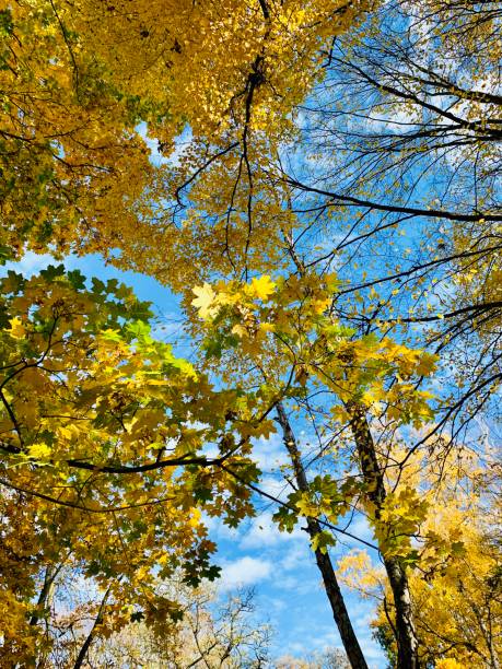 istock Walk in the autumnal park 1062476130