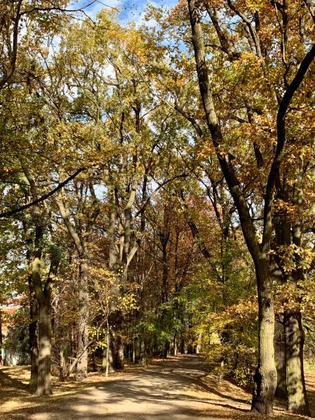 istock Walk in the autumnal park 1062476334