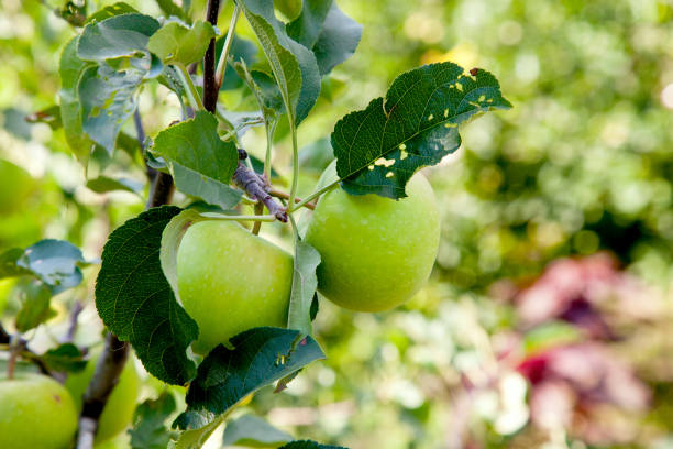 istock Shiny delicious apples hanging from tree branch in an apple orchard. 1062476520
