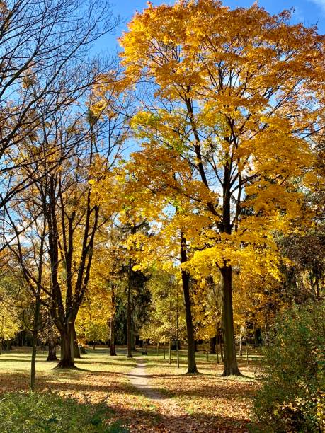 istock Walk in the autumnal park 1062476618