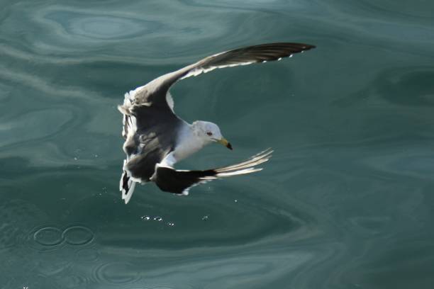 istock VD714 the wings of a seagull 1062480022