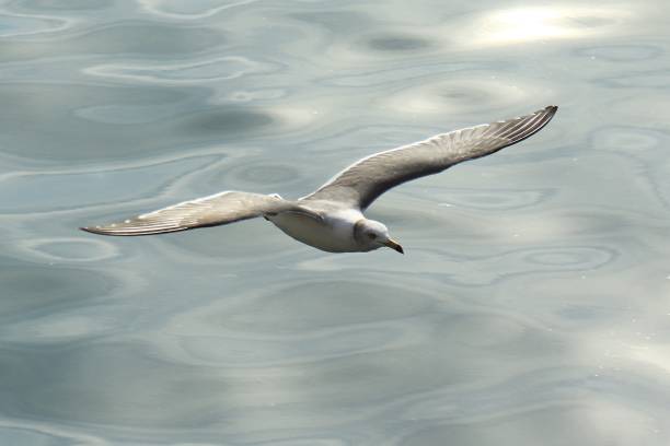 Seagull Wings