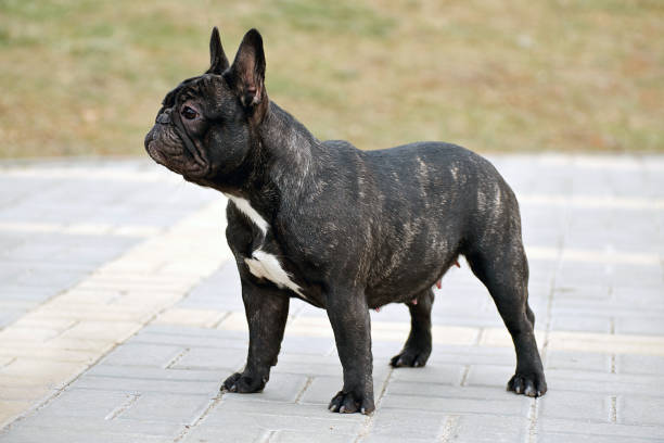 istock Slender purebred French bulldog 1062480188
