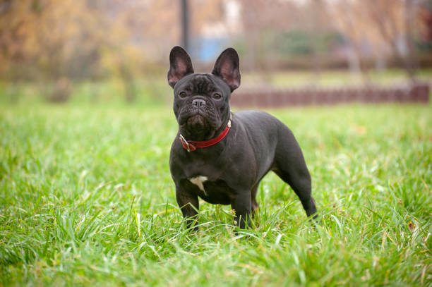 istock Slender purebred French bulldog 1062480410