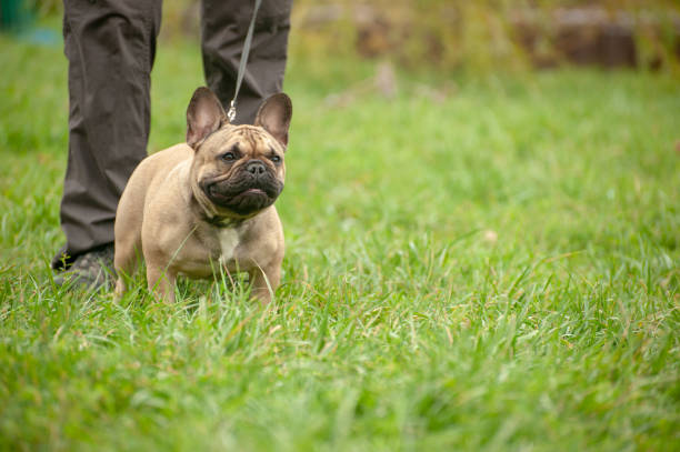 istock Slender purebred French bulldog 1062480434