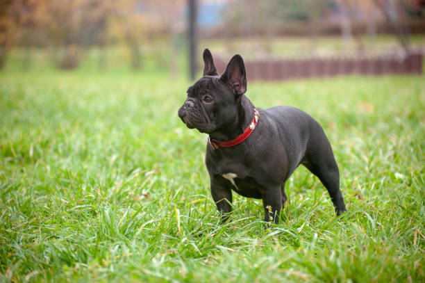 istock Slender purebred French bulldog 1062480440