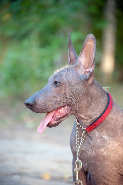 istock Mexican Hairless dog on a walk 1062480510