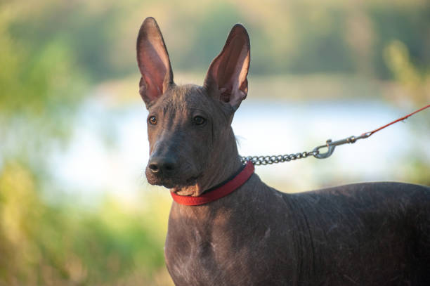 istock Mexican Hairless dog on a walk 1062480550