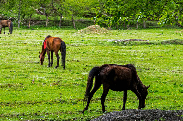 istock Couple of horses 1062482340