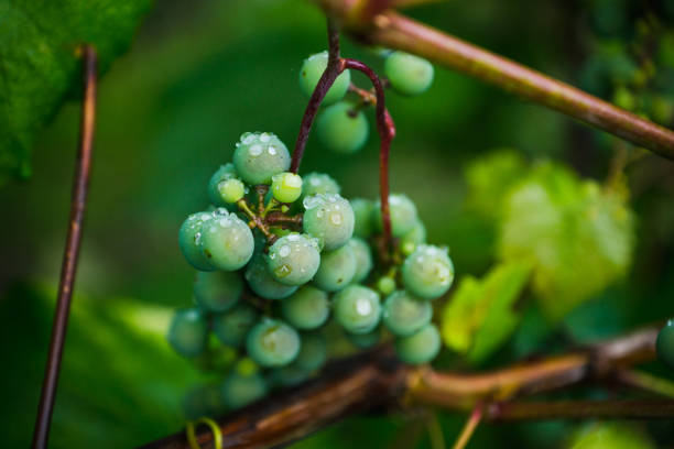 istock Branches of unripe grape in the vineyard 1062482472
