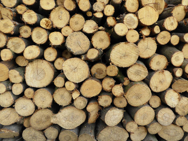 istock Newly felled timber. stack of wood 1062482502