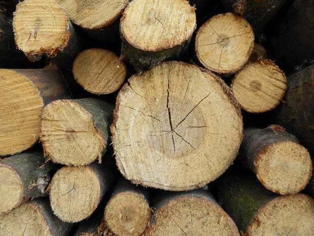 istock Close up from a pile of wood 1062482504