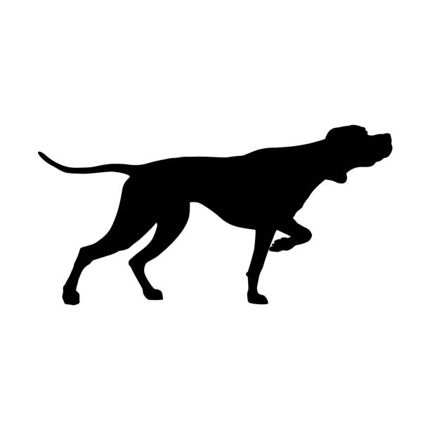 English pointer silhouette Silhouette of English pointer. Gun dog breed. Vector illustration isolated on the white background dog pointing stock illustrations