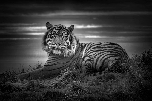 Tiger laying down resting and staring looking straight ahead monochrome black and white image