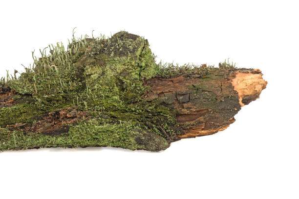 istock moss grows on wood on a white background 1062485180
