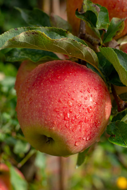 istock Big braeburn apples riping on the apple tree 1062485646