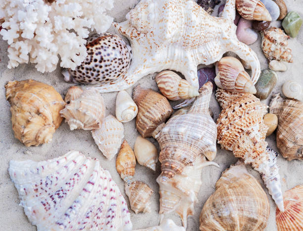 istock Seashells on the sand. Summer beach background in Thailand 1062487958
