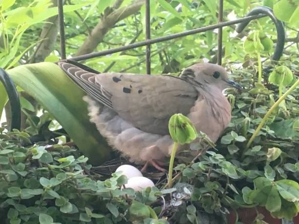 istock Pigeon in the nest 1062487976