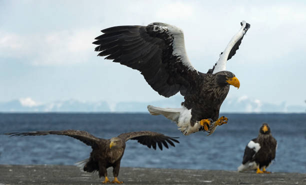 istock The Adult Steller's sea eagle 1062490392