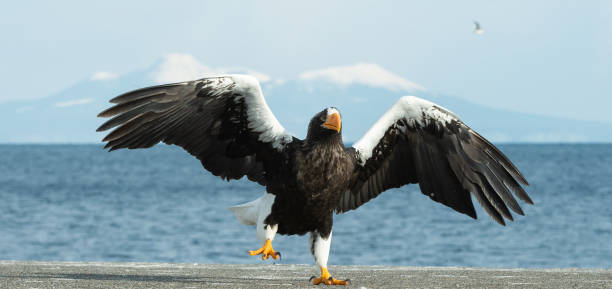 istock The Adult Steller's sea eagle 1062492436