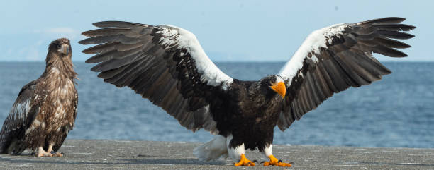 istock The Adult Steller's sea eagle 1062492438
