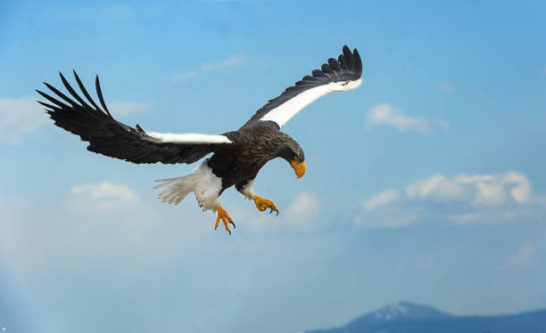 istock Adult Steller's sea in flight. 1062492444