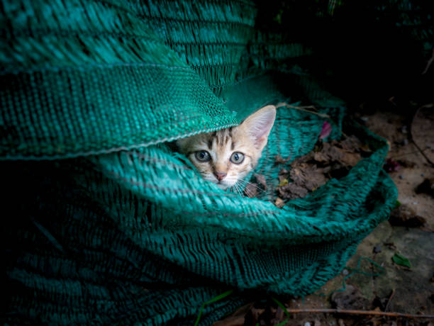 The Striped Yellow Kitty Hiding in The Hidden Place