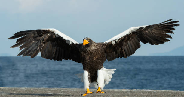 istock Adult Steller's sea eagle landed. 1062494698